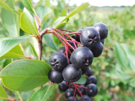 The Allure of Black Aronia: Exploring its Role in Mental Wellbeing during Autumn